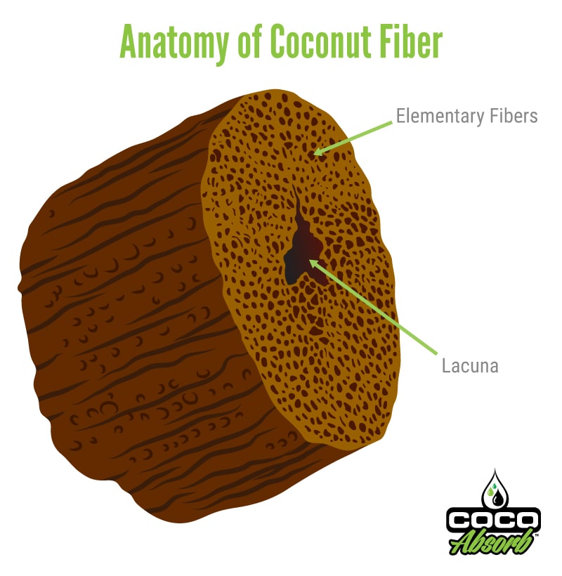 CocoAbsorb™ | Coconut Fiber Anatomy
